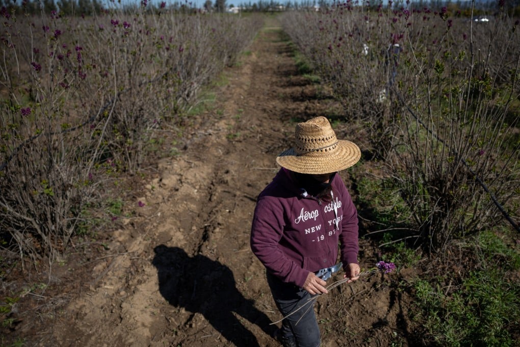 A migrant worker walks along a field in Bakersfield, Central Valley of California in March. Observers say US President Donald Trump’s new tax fits a broader pattern in US politics of making immigration economically untenable. Photo: Reuters
