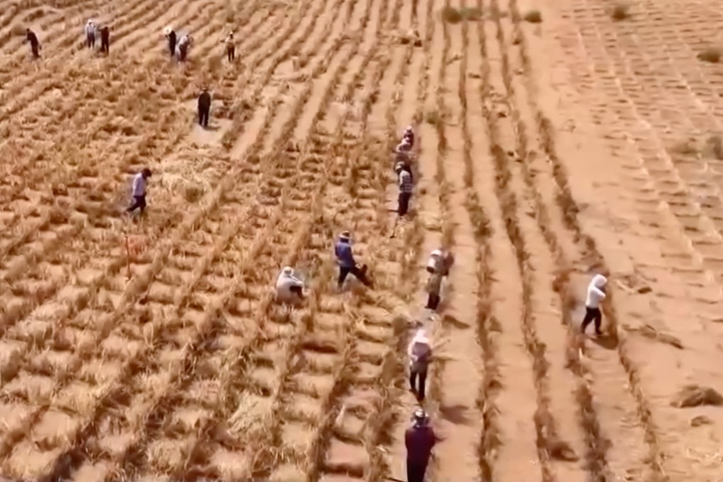 Artemisia is cultivated in northwestern China to help control desertification. Sage sandbrush has been mass planted since the 1950s but is blamed for causing allergies in northern China. Photo: CCTV