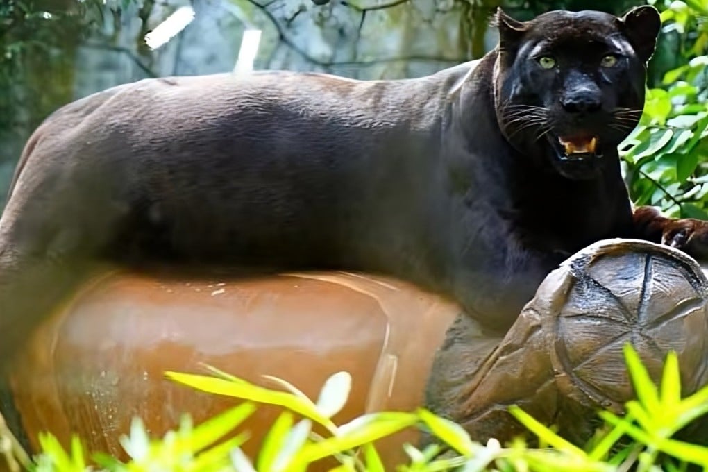 Apoh the “chonky” panther relaxes at Malaysia’s National Zoo in this screengrab of a social media video. Photo: TikTok/znmzoonegara