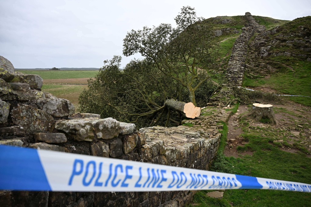 The felled Sycamore Gap tree in September 2023. File photo: AFP