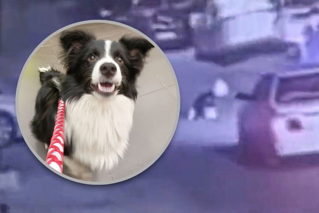 A pet clinic in China arranged for an “untreatable” dog to be run over by car, then claimed it did so to help its owner get an insurance payout. Photo: SCMP composite/Weibo