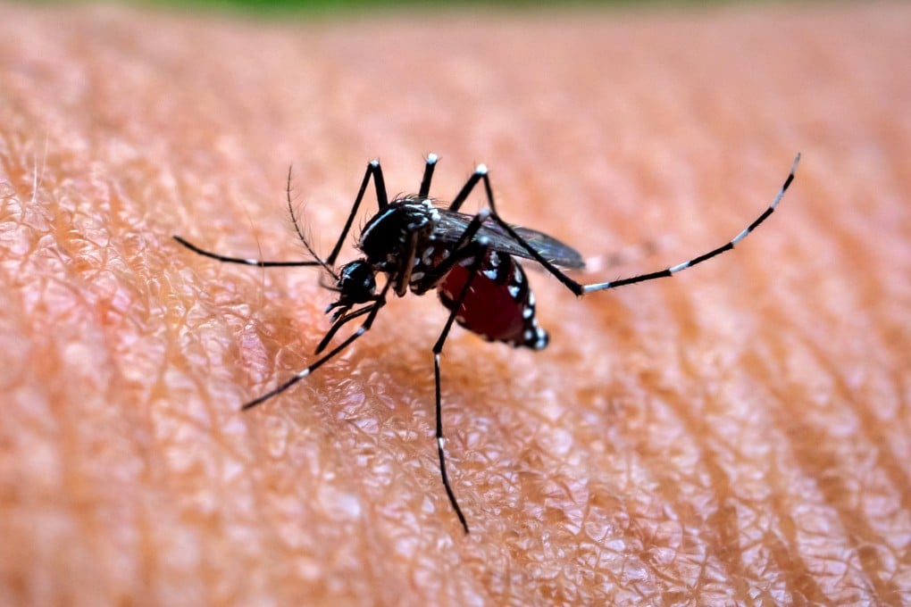 Chikungunya fever is spread by mosquito bites, with cases typically developing fever and serious joint pain that can last for months or even years. Photo: Getty Images