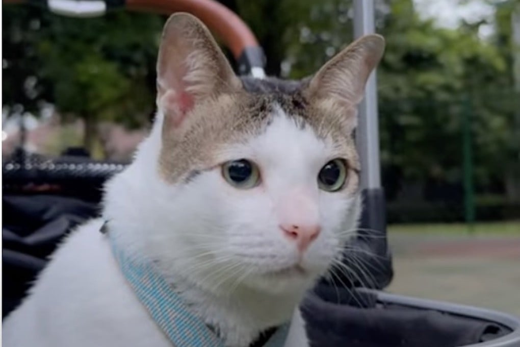 Indonesia’s “first cat” Bobby Kertanegara, President Prabowo Subianto’s pet. Photo: bobbykertanegara/YouTube