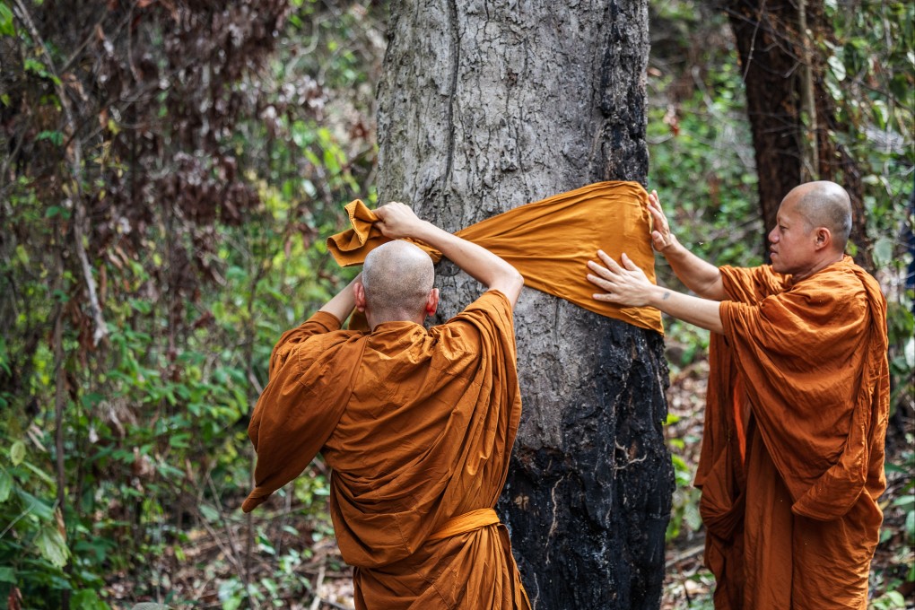 Monks wrap a large tree in a saffron robe as part of a tree ordination ceremony in Chaiyaphum province, Thailand, on July 11. The ritual symbolically ordains the tree as a monk to protect it from logging. Photo: Kim Jung-yeop