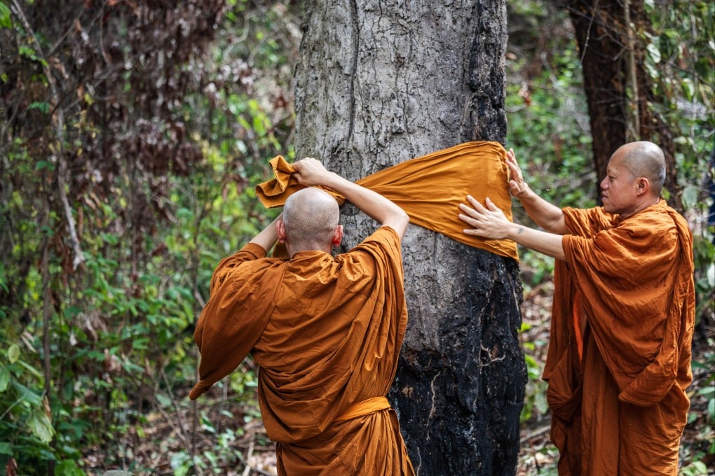 Monks wrap a large tree in a saffron robe as part of a tree ordination ceremony in Chaiyaphum province, Thailand, on July 11. The ritual symbolically ordains the tree as a monk to protect it from logging. Photo: Kim Jung-yeop