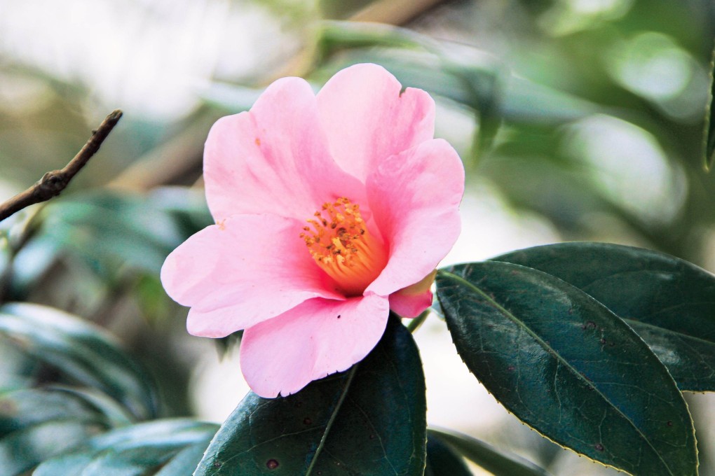 Discover Hong Kong’s vibrant biodiversity. Photo: Handout