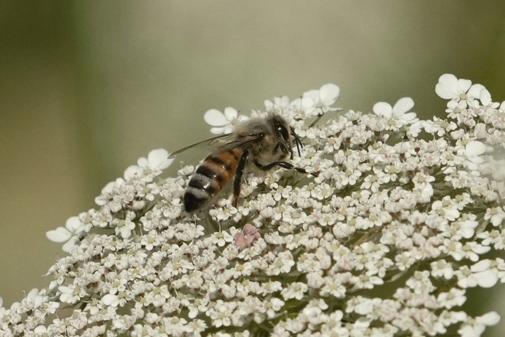 Beekeepers have branded the chemical  acetamiprid ‘a bee killer’. Photo: AFP