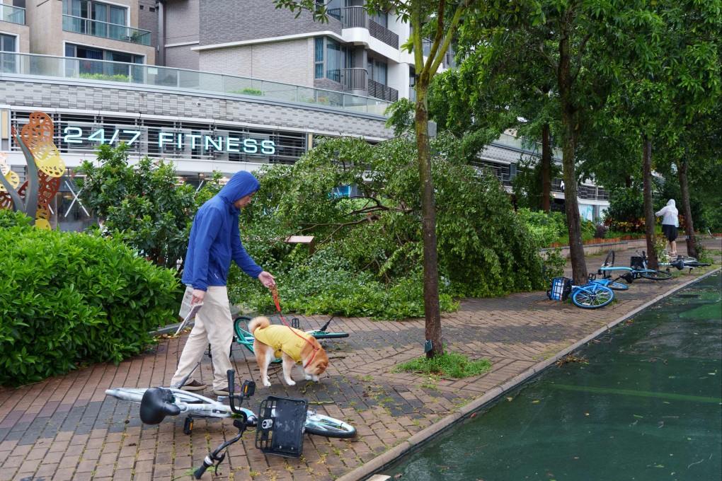 A pedestrian and their dog pass fallen trees due to winds from Typhoon Wipha on July 20. Photo: AFP