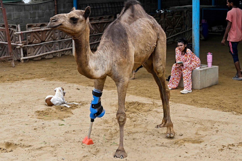 Cammie, an amputee camel, walks with a prosthetic leg while animal welfare project shelter manager Sheema Khan (centre) looks on. Photo: AFP