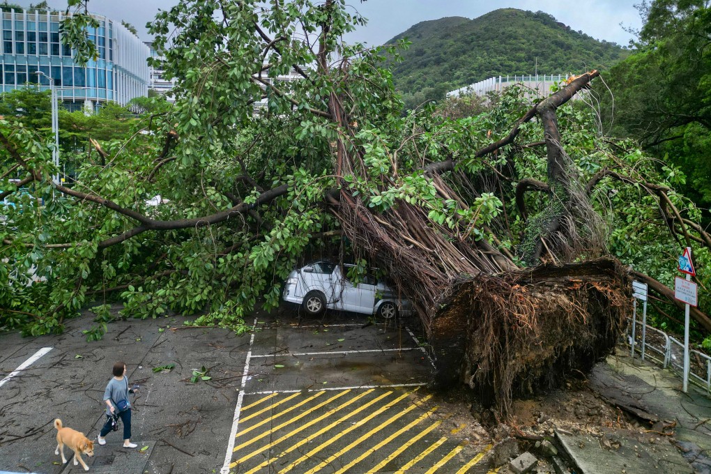 More than 700 reports of fallen trees were recorded as Wipha swept past Hong Kong. Photo: Sam Tsang