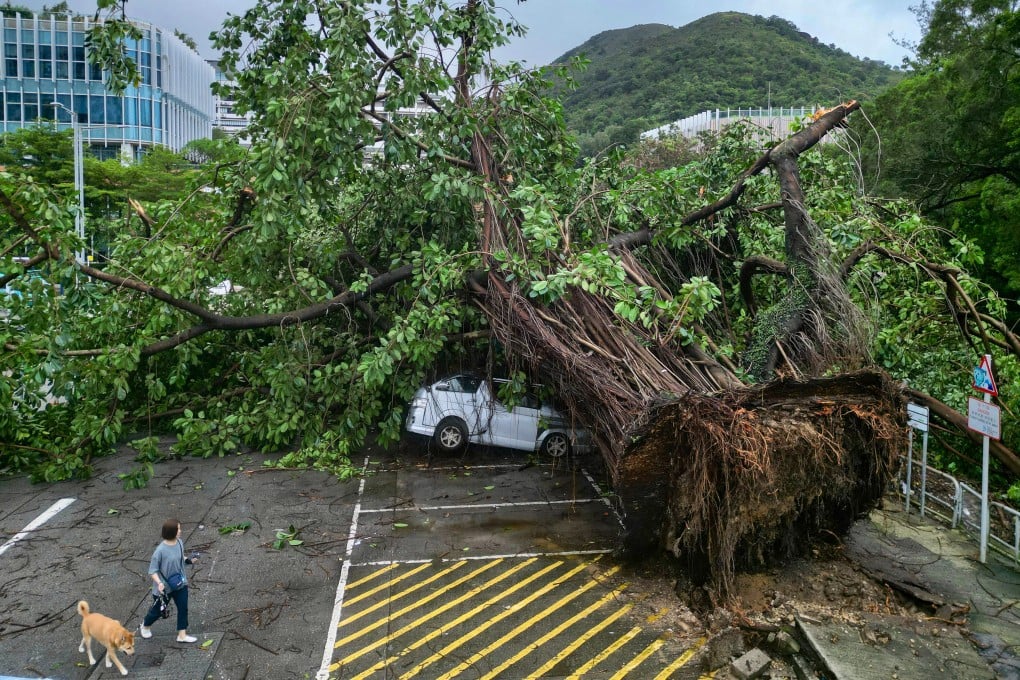 More than 700 reports of fallen trees were recorded as Wipha swept past Hong Kong. Photo: Sam Tsang