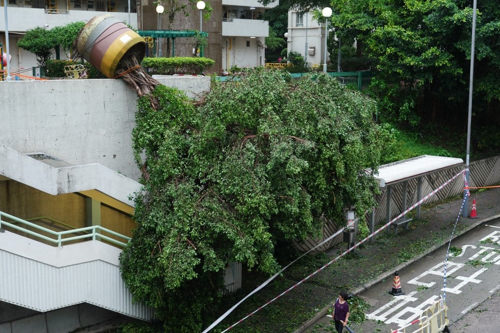 A potted tree hangs over a bus stop in in Kwun Tong after Super Typhoon Saola battered Hong Kong in 2023. Photo: Sam Tsang