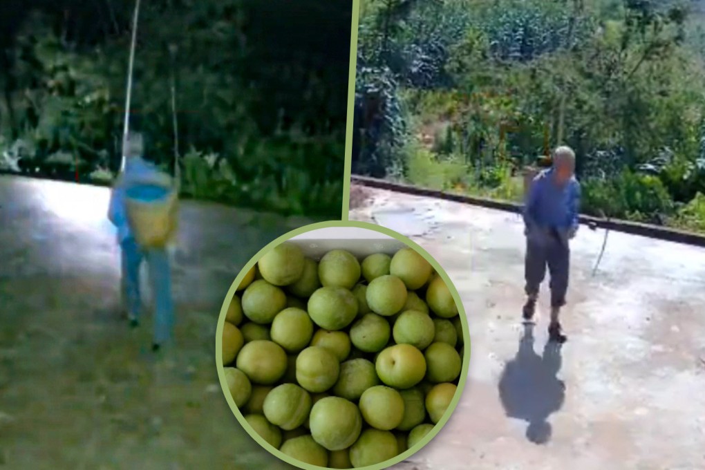 An 82-year-old father in China has moved millions of people on social media after he got up in the middle of the night to pick plums for his son. Photo: SCMP composite/Douyin