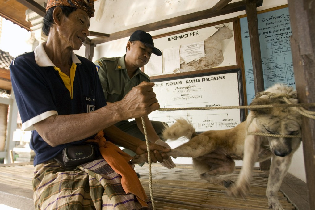 A dog in Bali, Indonesia, is given a rabies vaccination. Photo: AP