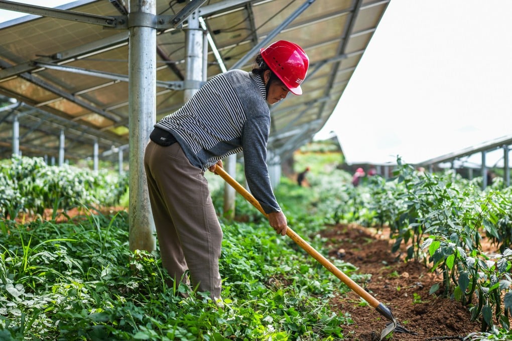 A farmer grows peppers under solar panels in China’s Guizhou province, on July 5. Photo: Xinhua