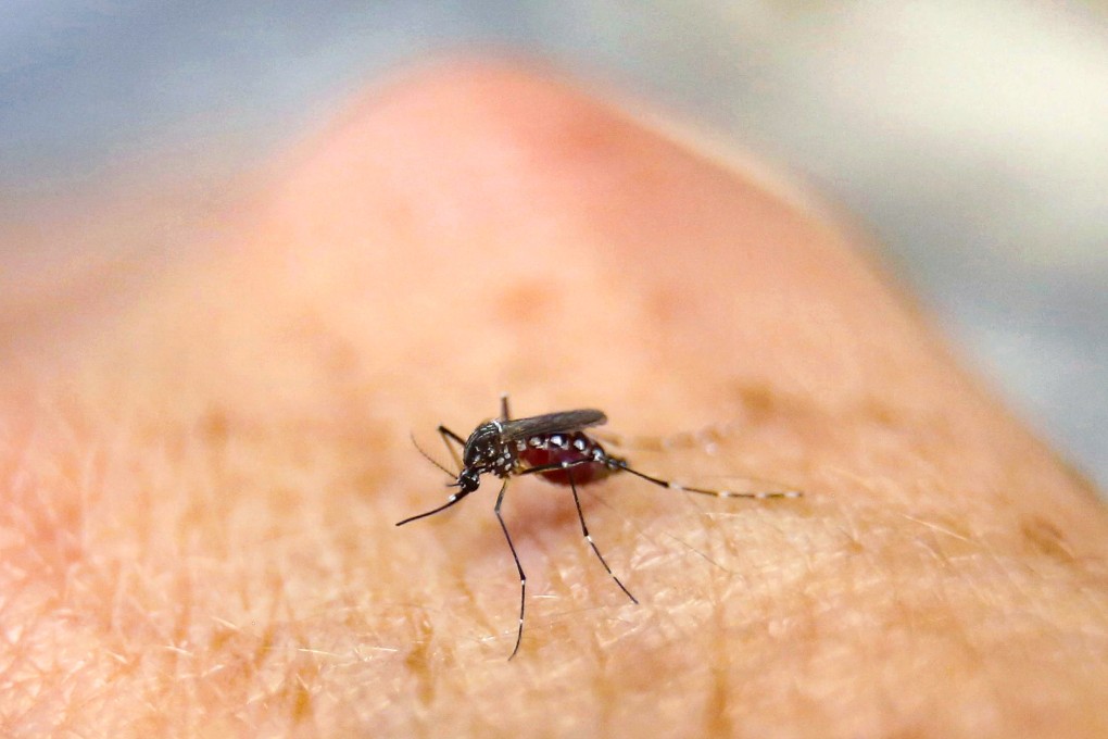 Chikungunya fever is spread through mosquito bites. Photo: Reuters