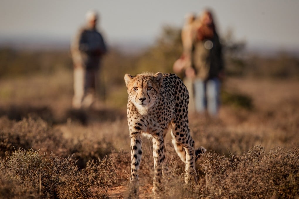Tracking a cheetah on foot in the Samara Karoo Reserve. Home to almost 60 indigenous species of mammal, Samara is known for its cheetah sightings. Photo: courtesy Samara Karoo Reserve