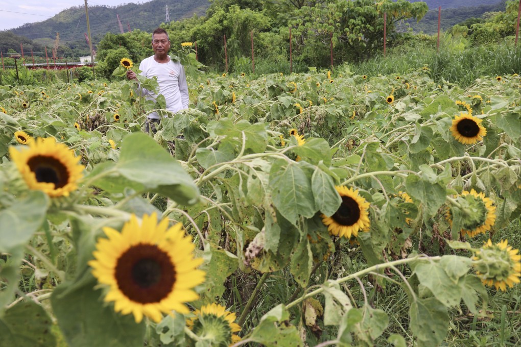 Leung Yat-shun, owner and farmer of Shun Sum Yuen farm, says the typhoon caused substantial damage to his farm. Photo: Jelly Tse