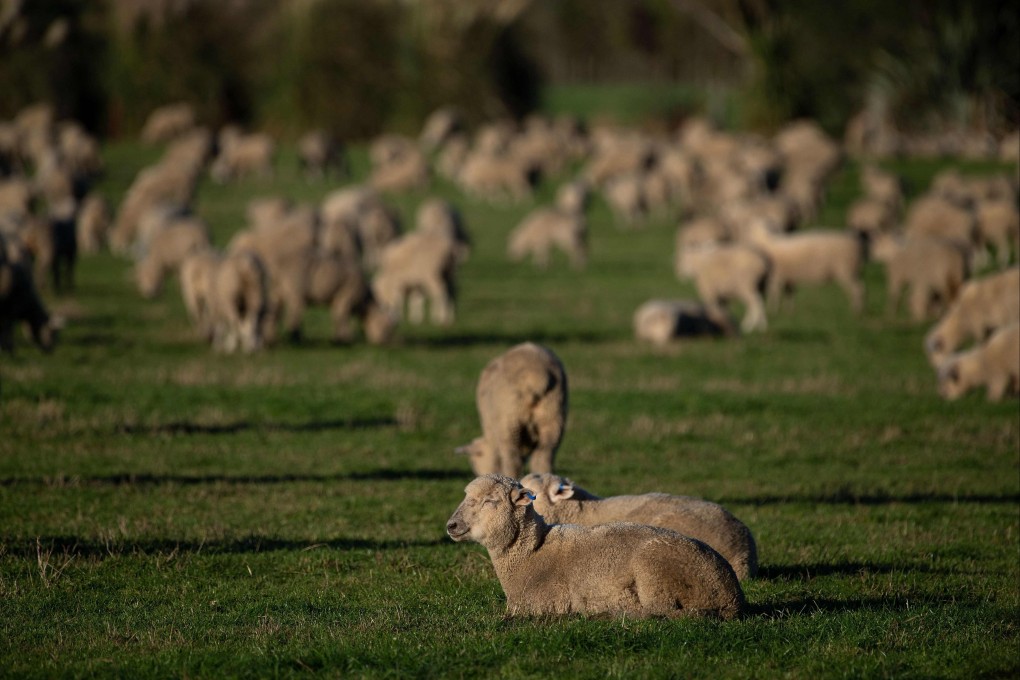 Sheep grazing at a farm in Ashburton, New Zealand, in 2019. Photo: AFP