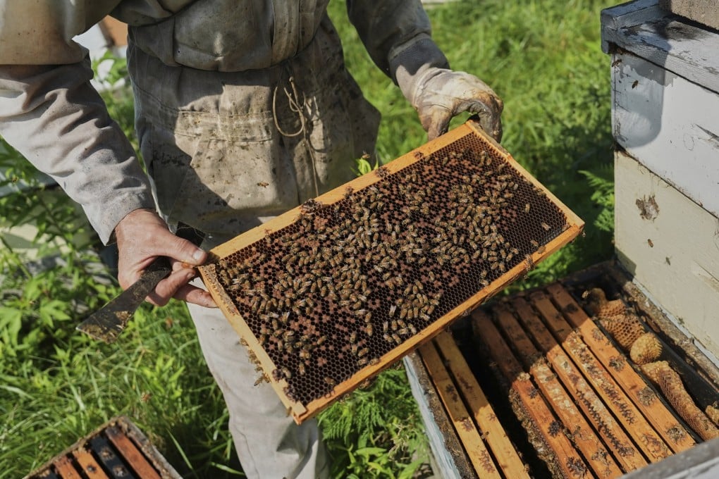 US beekeeper Isaac Barnes inspects one of his hives in Williamsport, Ohio. Bees around the world are under threat from rising temperatures and this is affecting crop yields. Photo: AP