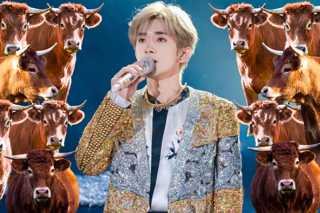 The organisers of a sell-out concert in China have caused a storm after they offered prestige tickets for people who pay to “adopt” calves. Photo: SCMP composite/Shutterstock/IG@tfboysfans1128_qianxi