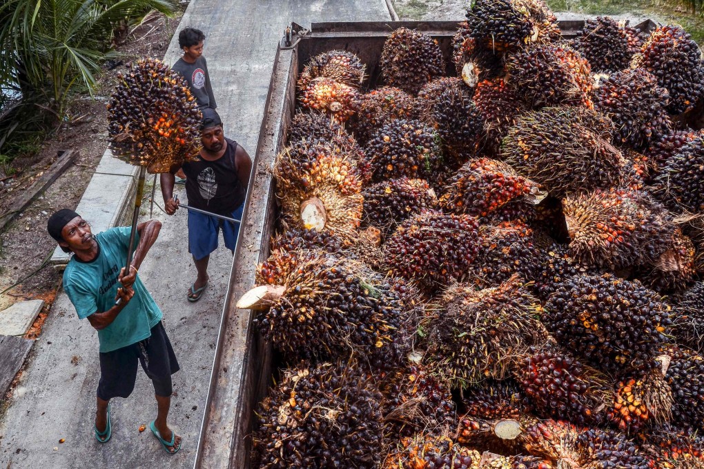 Workers transfer harvested palm fruits to a transport truck for processing into crude palm oil at a palm plantation in Pekanbaru. Palm oil is a major revenue contributor in both Indonesia and Malaysia. Photo: AFP