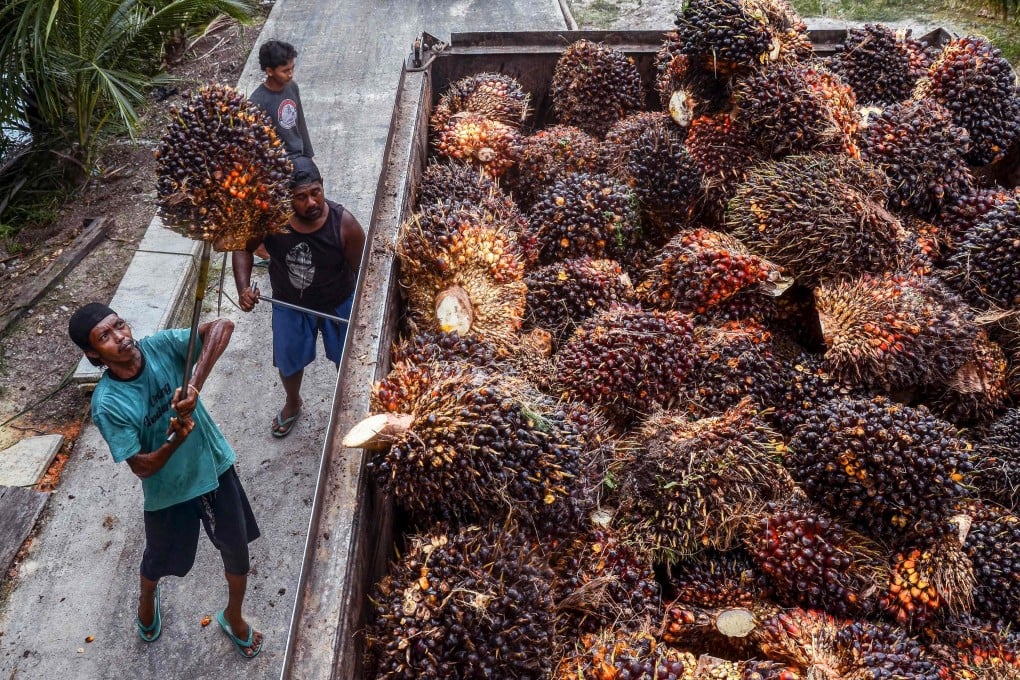 Workers transfer harvested palm fruits to a transport truck for processing into crude palm oil at a palm plantation in Pekanbaru. Palm oil is a major revenue contributor in both Indonesia and Malaysia. Photo: AFP