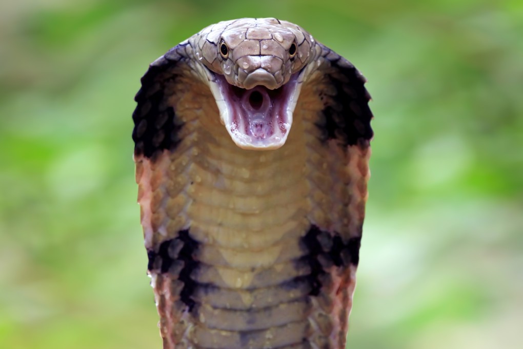 A two-year-old boy in India bit off the head of a venomous cobra and managed to survive the encounter. Photo: Shutterstock
