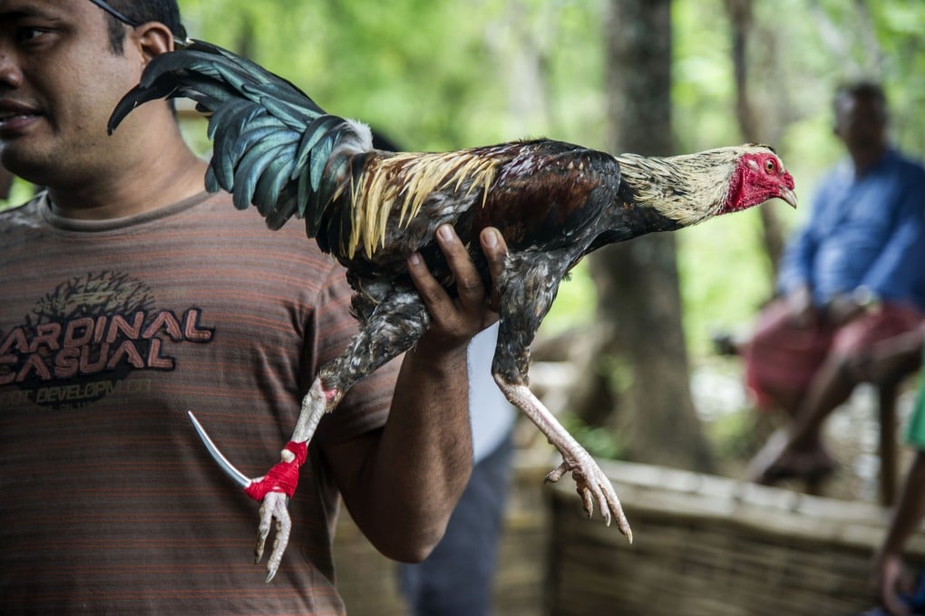 A man holds a bird for a “tajen”, or traditional Balinese cockfight, in Karangasem, Bali, Indonesia. Photo: AFP