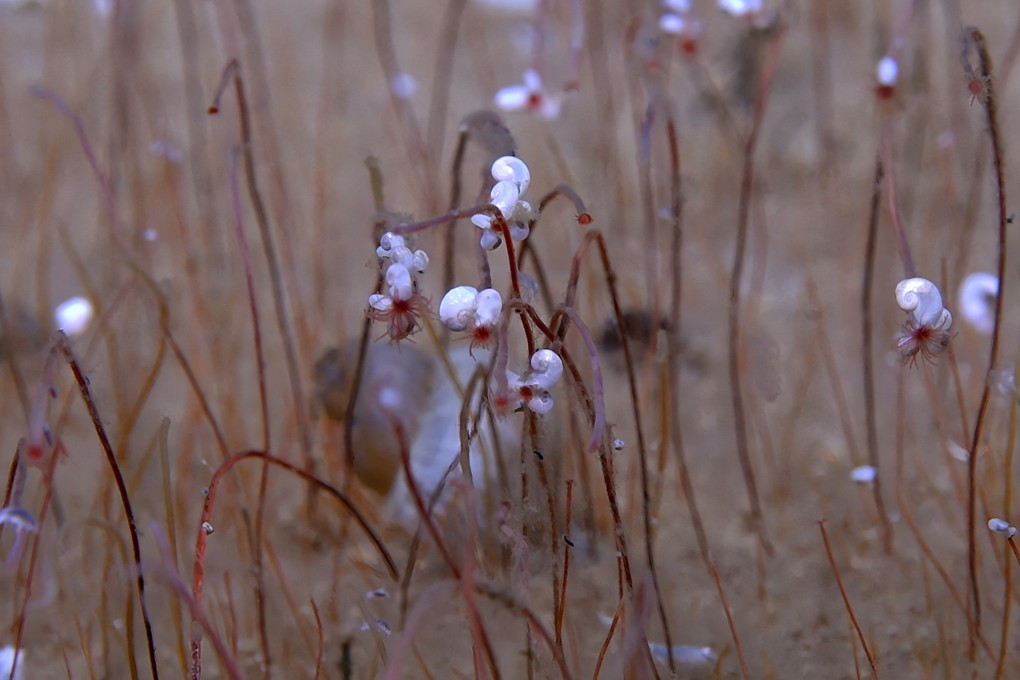 Clusters of tube worms called “frenulate siboglinids”, extending red hemoglobin-filled tentacles, with small mollusks on the tops of the tubes near the tentacles, are seen at a depth of 9,320 meters (30,500 feet) beneath the sea surface. Photo: Institute of Deep-sea Science and Engineering, CAS (IDSSE, CAS)/Handout via Reuters