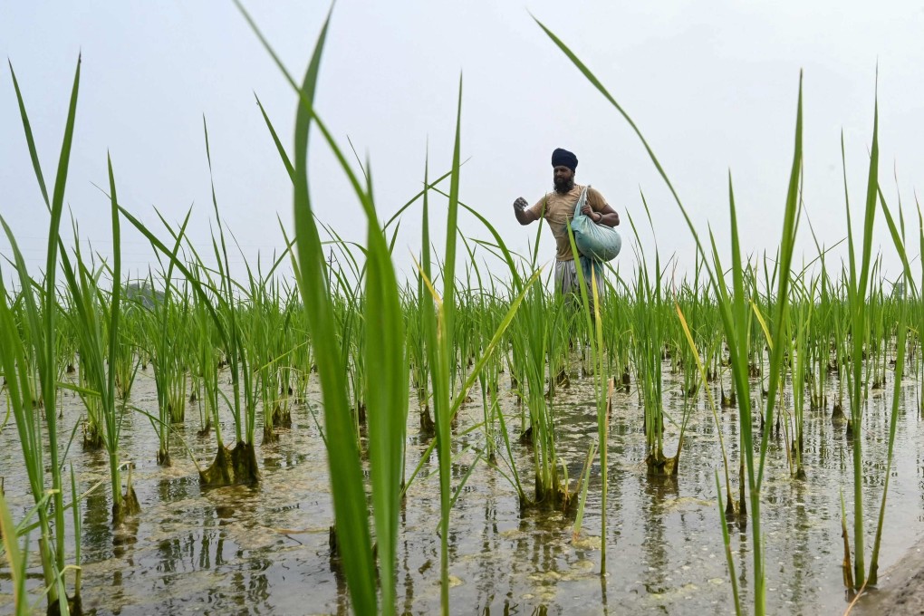 A farmer sprinkles fertiliser in a rice field on the outskirts of Amritsar, India, last month. Photo: AFP