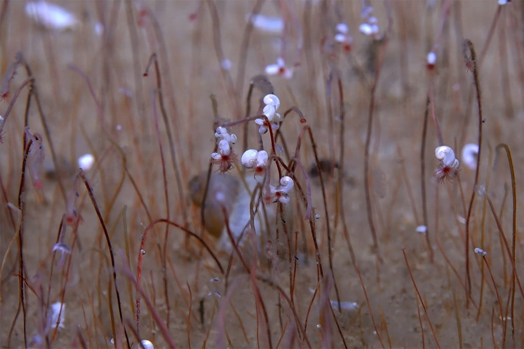 Tubeworms called frenulate siboglinids with small molluscs on the tops of the tubes are seen at a depth of 9,320 metres (30,500 feet) in Wintersweet Valley. Photo: Handout via Reuters