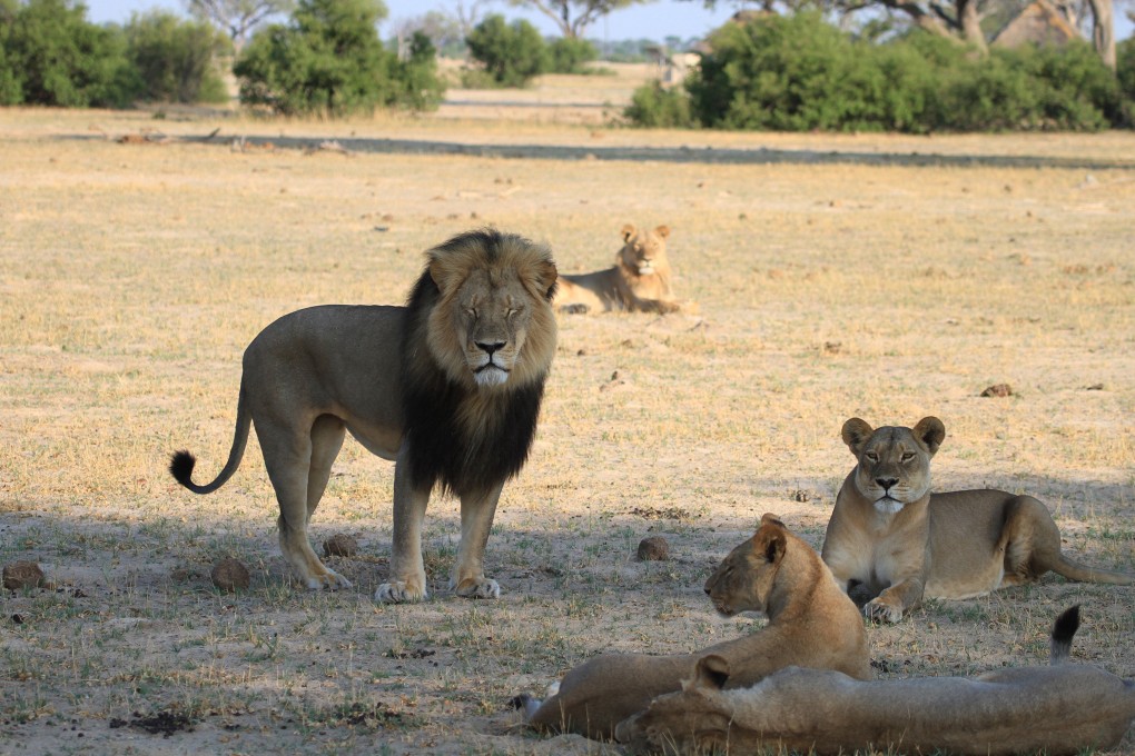 Cecil the lion with his pride. Cecil’s killing in 2015 unleashed furious anger against Walter Palmer, a Minnesota dentist and trophy hunter. File photo: TNS
