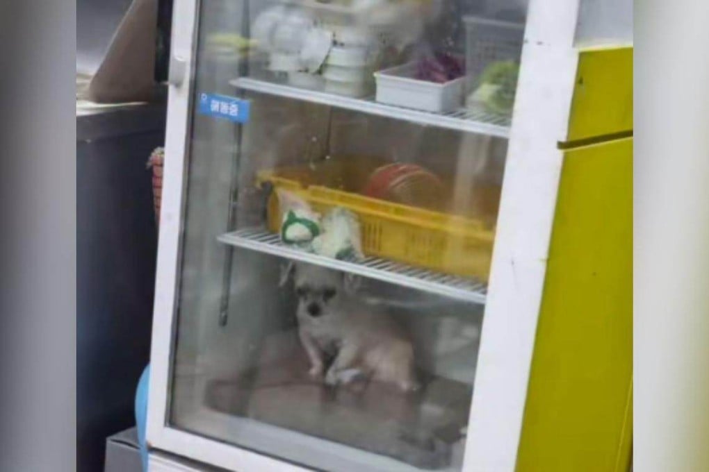 A photo of a dog named Cookie inside the refrigerator of a restaurant in Busan has prompted concern from South Korean animal activists. Photo: Handout