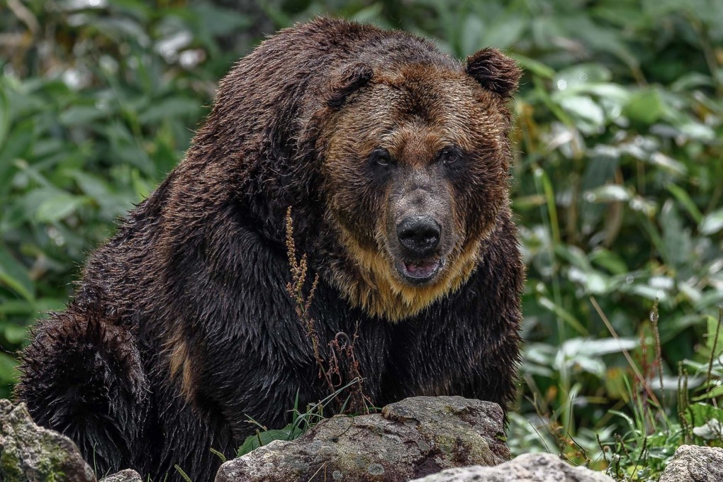 A Japanese brown bear. Government data showed bears attacked 85 people in the year ending this March. Photo: Shutterstock