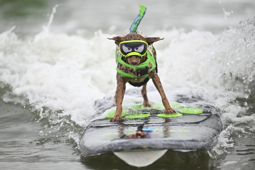 Rusty the surfing piniature pinscher catches a wave in last year’s World Dog Surfing Championships. Photo: AP