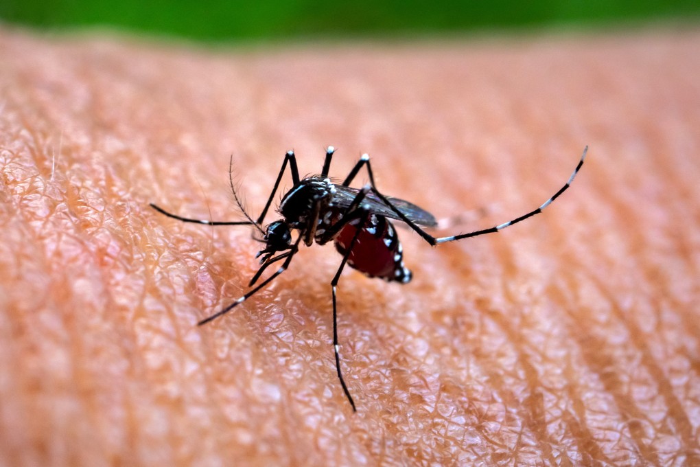 Chikungunya fever is spread by mosquito bites, with cases typically developing fever and joint pain that can last for a long period. Photo: Getty Images