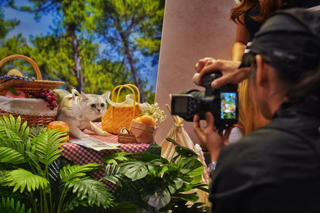 A cat poses for a close-up as the three-day Hong Kong Cat Expo opens on Friday. Elson Li