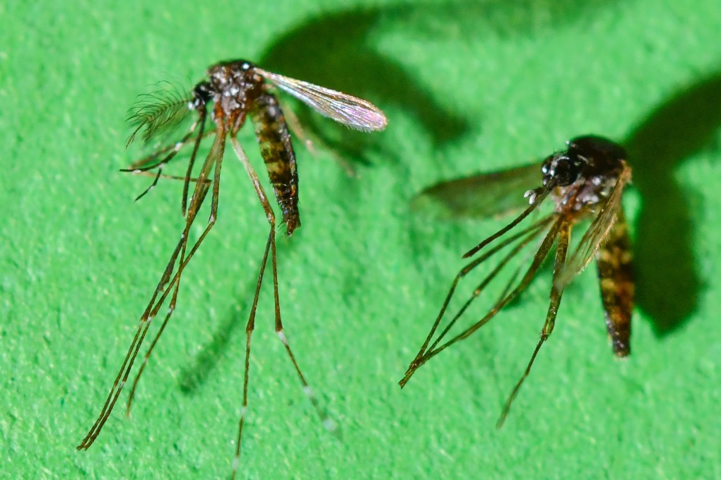 Foshan Terapkan Registrasi Obat untuk Cegah Penyebaran Demam Chikungunya