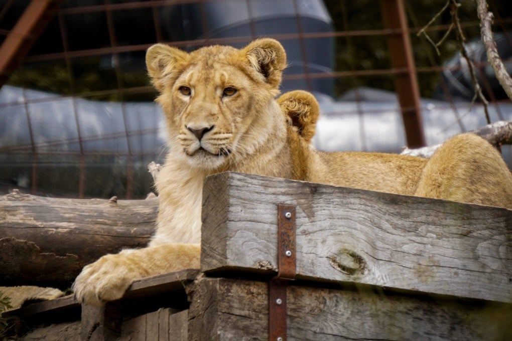 A lion at Aalborg Zoo, Denmark. Photo: Shutterstock