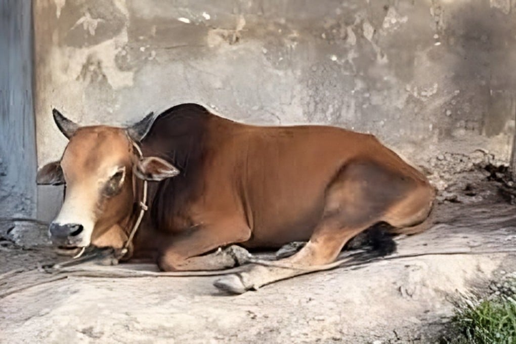 A photo of cows that Muhammad Salman Al Farisi shared on Facebook to illustrate his post. His comments about women were immediately condemned as “demeaning” and “outdated”. Photo: Facebook/Salman Al Farisi Muhammad