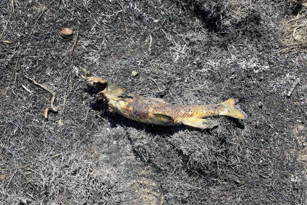 This charred fish was found in an area off the east side of Highway 1 near Ashcroft, British Columbia, in July. Photo: Ashcroft Fire Rescue via AFP