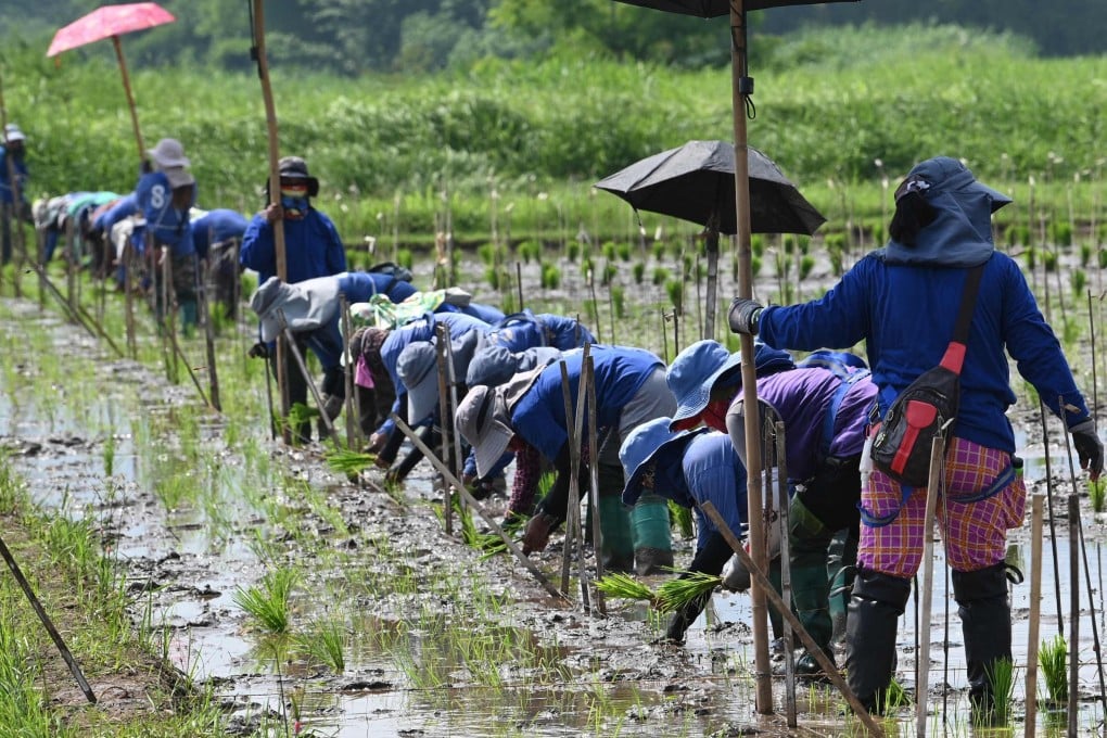 Workers plant rice in Los Banos town, Laguna province, Philippines. Photo; AFP