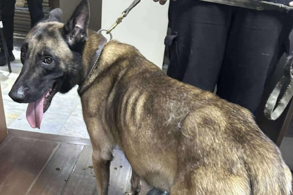Members of the Philippine National Police Regional Explosive and Canine Unit accompany Kobe, the bomb-detection dog, during his visit to the Animal Kingdom Foundation’s offices in Manila. Photo: Facebook / Animal Foundation Kingdom