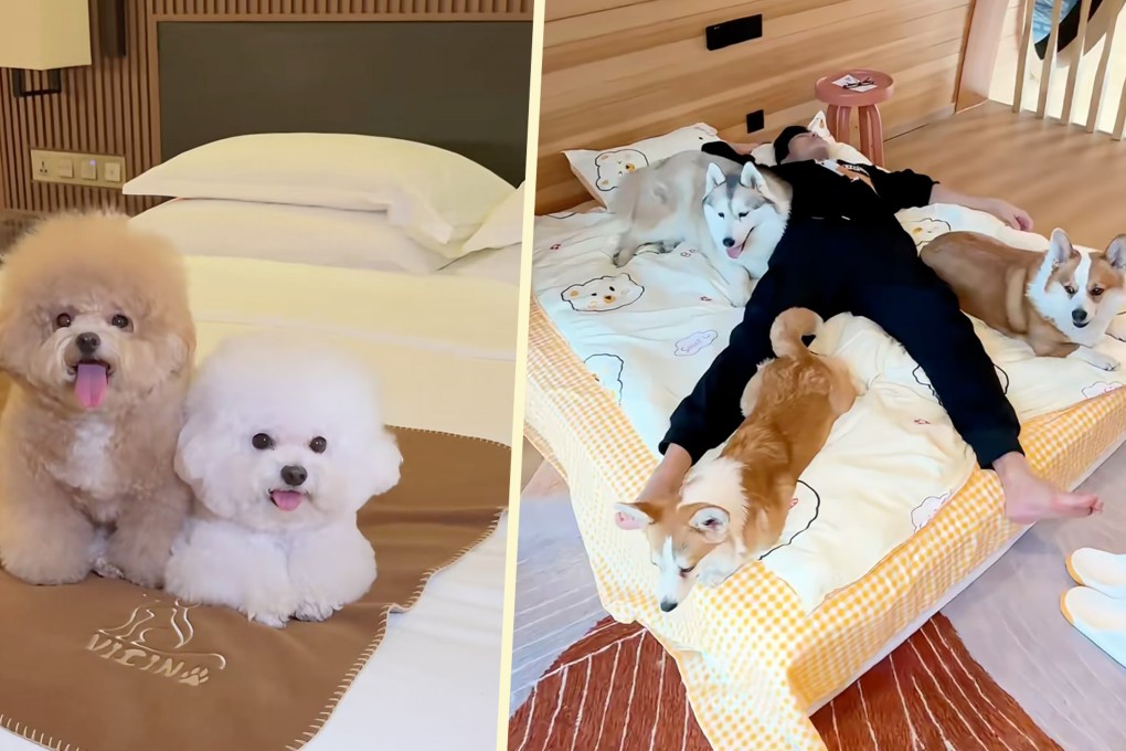 A hotel in China is offering a unique service to guests in which they can “employ” a dog to accompany them during their stay. Photo: SCMP composite/RedNote
