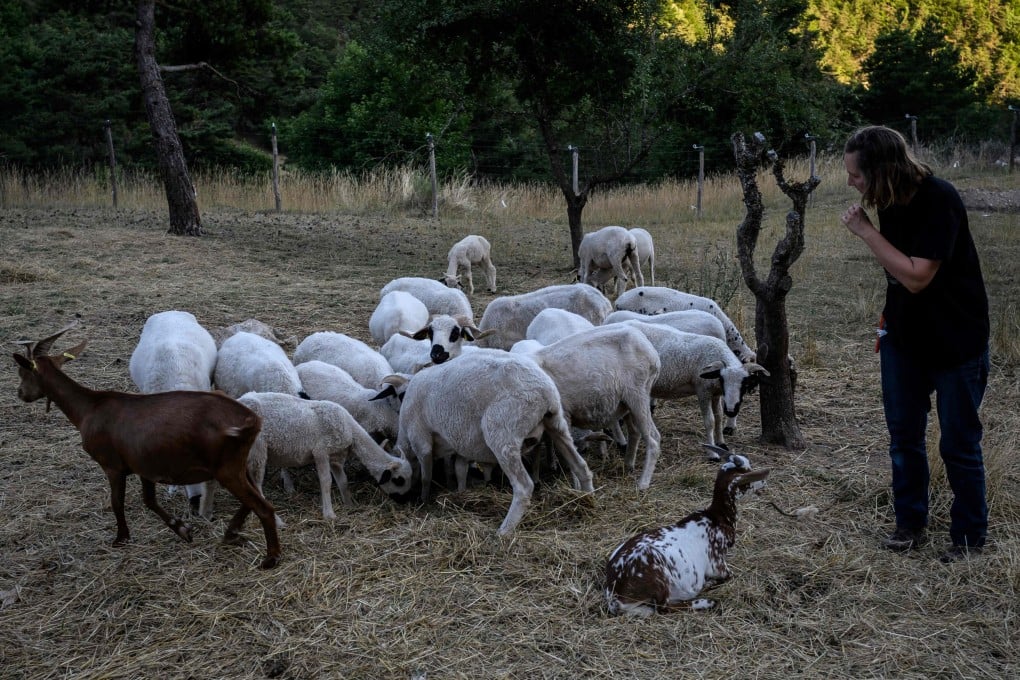 Volunteers from Pastoraloup watch over a flock of sheep in the hills above Villebois-les-Pins in central France, on July 31. Pastoraloup is a programme that supports farmers and shepherds in wolf-infested areas by providing volunteers to watch over flocks day and night. Photo: AFP