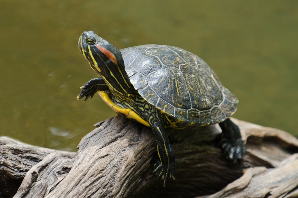 The red-eared slider turtles found with an Indian national who was arrested at the Kuala Lumpur main airport on Tuesday was worth US$82,000, Malaysian border authorities said. Photo: Shutterstock