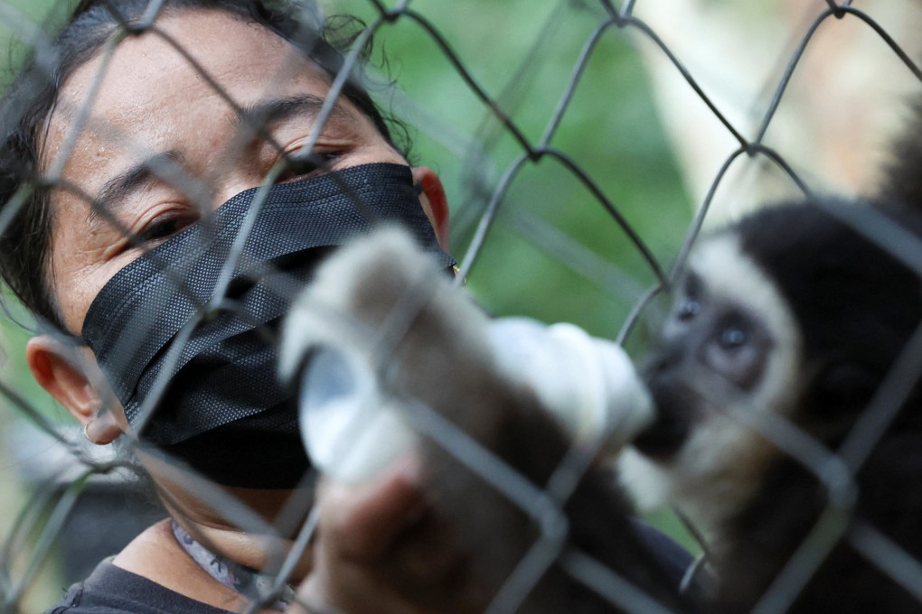 Sunnyda Yok Nun, a member of an all-female team of Indigenous wildlife rangers  feeds milk to Enku, a two-year-old pet gibbon surrendered by its owner to the Gibbon Rehabilitation Centre in Raub, Malaysia, on July 23. Photo: Reuters