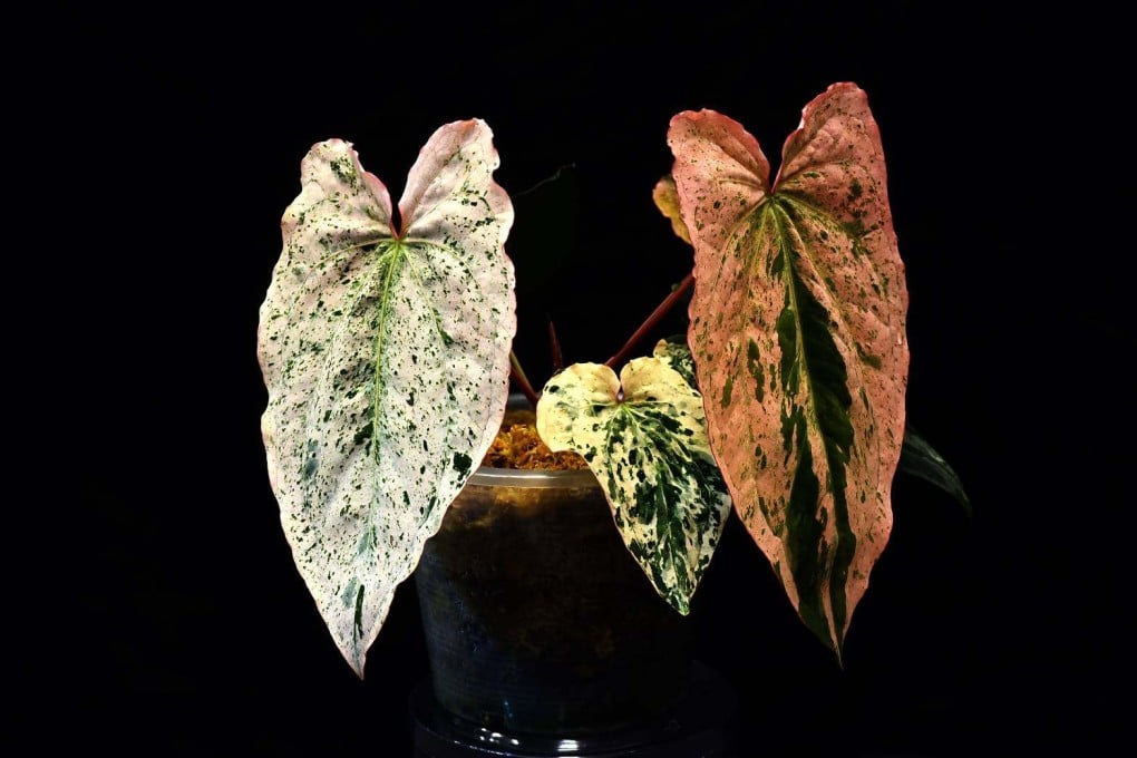 A plant from Thai breeder Jeera Jukmongkol that sold for 1 million baht (US$30,900). Photo: Bangkok International Exotic Plants Show