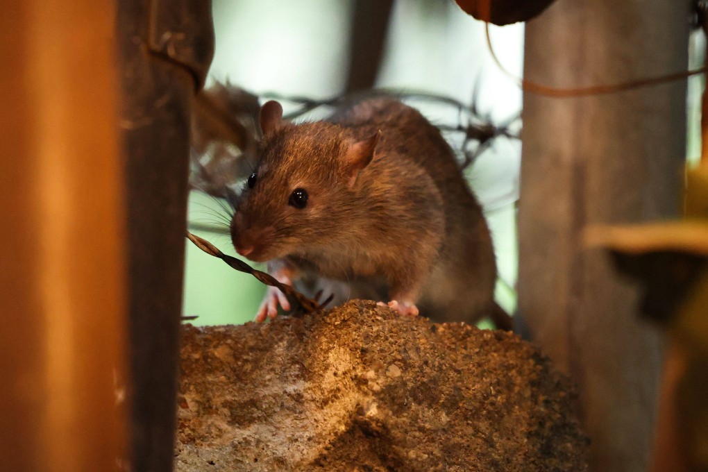 A rat is seen in a Harlem backstreet in the Manhattan borough of New York City on August 1. Photo: AFP